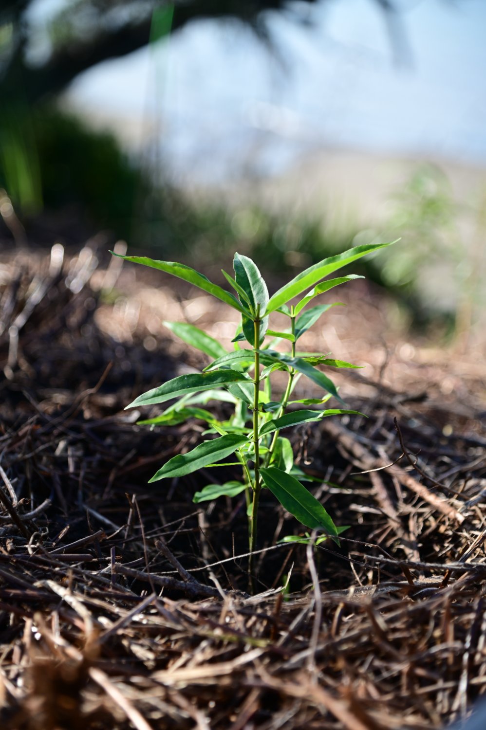 A seedling taking root in cleared ground