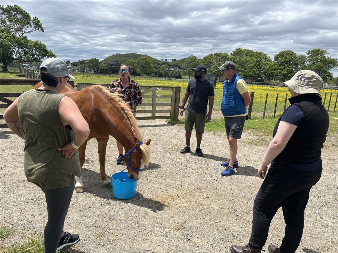 The Speirs Finance Group team with a therapy horse at Ambury Park Centre