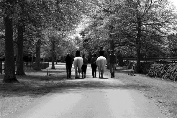 Meeting the therapy horses at Ambury Park